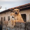 Cães sem raça definida representam a maioria dos animais abandonados no País e tem menos chances de adoção - Adobe Stock