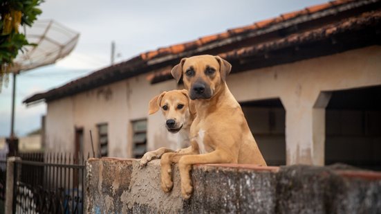 Cães sem raça definida representam a maioria dos animais abandonados no País e tem menos chances de adoção - Adobe Stock