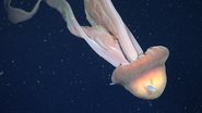 Água-viva gigante fantasma que pode crescer até o tamanho equivalente a um ônibus escolar - ROV SuBastian/Schmidt Ocean Institute