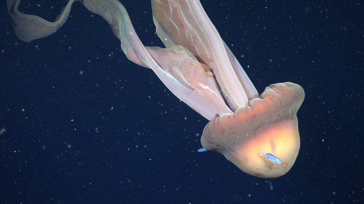 Água-viva gigante fantasma que pode crescer até o tamanho equivalente a um ônibus escolar - ROV SuBastian/Schmidt Ocean Institute