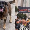 Morte do cão Orelha mobiliza atos pelo Brasil neste domingo - Reprodução/Redes Sociais