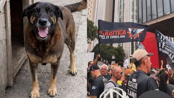 Morte do cão Orelha mobiliza atos pelo Brasil neste domingo - Reprodução/Redes Sociais