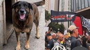 Morte do cão Orelha mobiliza atos pelo Brasil neste domingo - Reprodução/Redes Sociais