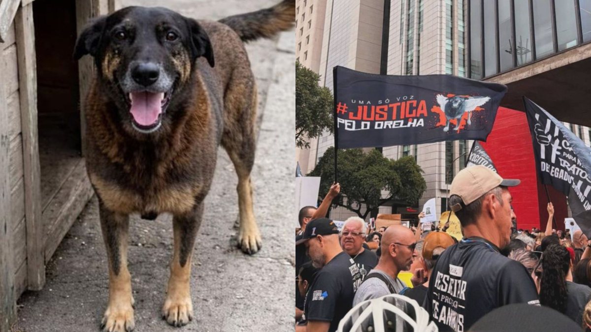 Morte do cão Orelha mobiliza atos pelo Brasil neste domingo - Reprodução/Redes Sociais