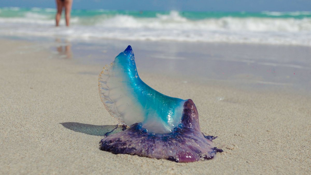 Foram registrados 576 casos de queimaduras causadas por caravelas-portuguesas no Rio Grande do Sul - Adobe Stock