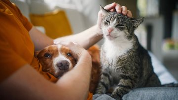 Cães e gatos também sofrem com o frio? Veja como cuidar dos pets no inverno