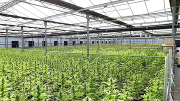 Cannabis apenas poderá ser cultivada para fins de pesquisa, uso de associações de pacientes ou empresas farmacêuticas para fabricação de medicamentos - Pexels