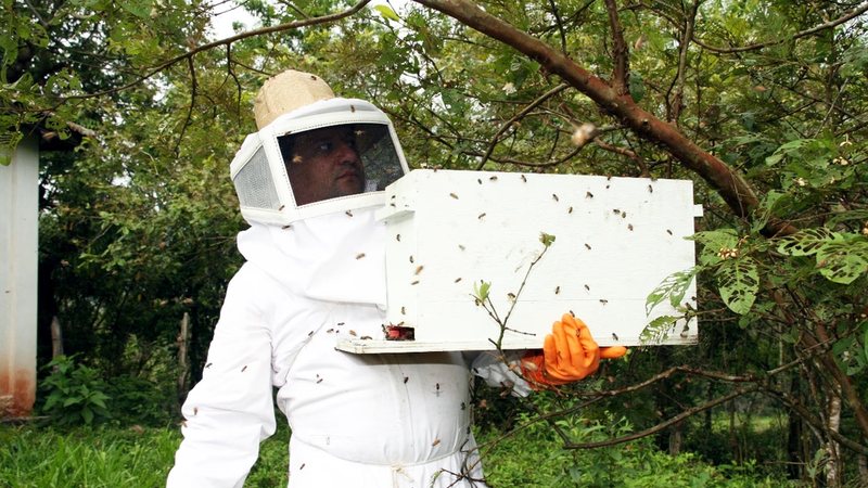Dia do Mel reforça a necessidade de profissionalizar a cadeia produtiva - Divulgação/Estação do Mel