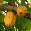 Nova lei do chocolate exige mais cacau, rotulagem clara e rastreabilidade - Pixabay