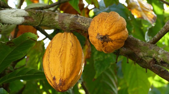 Nova lei do chocolate exige mais cacau, rotulagem clara e rastreabilidade - Pixabay