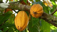 Nova lei do chocolate exige mais cacau, rotulagem clara e rastreabilidade - Pixabay