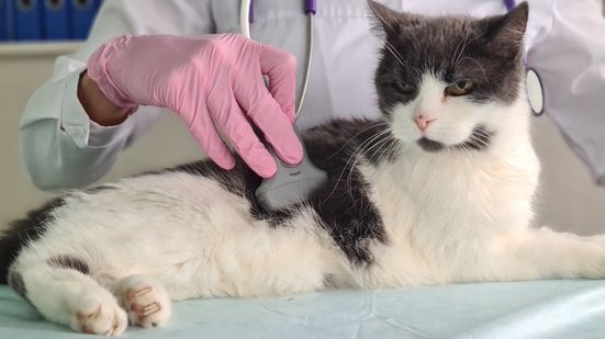 Pequenas mudanças no comportamento podem indicar problemas - Adobe Stock