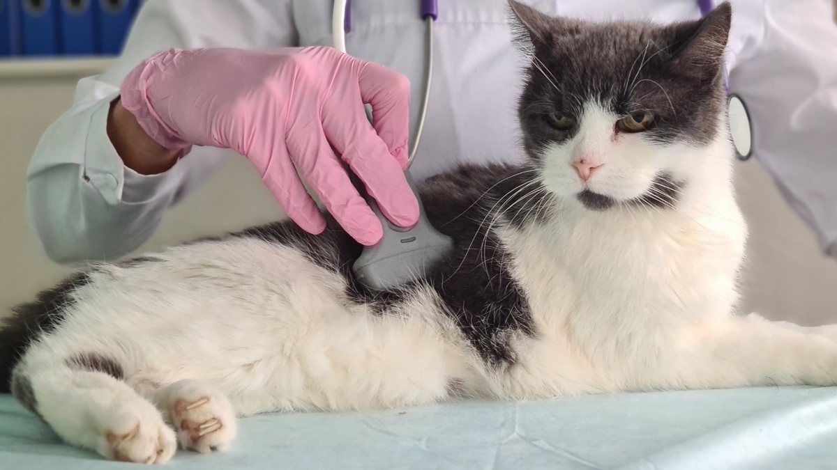 Pequenas mudanças no comportamento podem indicar problemas - Adobe Stock