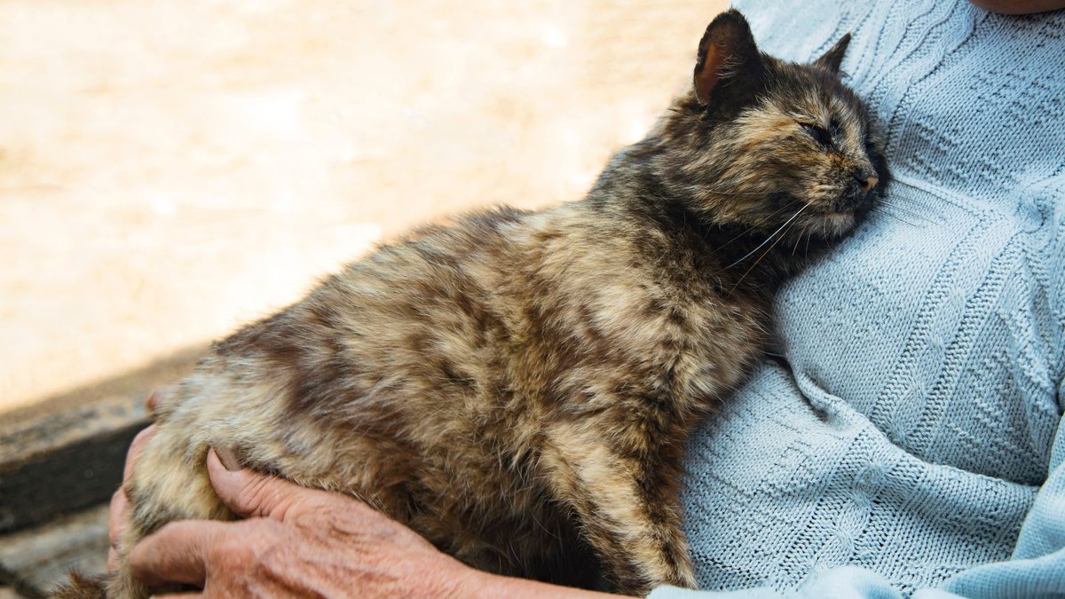 Gatos idosos precisam de cuidados específicos - Adobe Stock