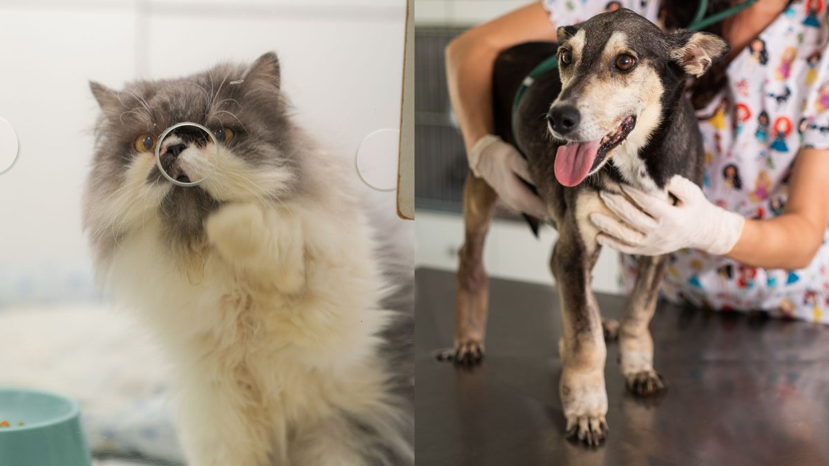 Gato e cachorro que foram resgatados pelo Instituto Caramelo - Instituto Caramelo