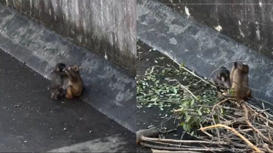 Punch aparece interagindo com fêmea em área do zoológico no Japão - @ikaaa1805 via Tiktok