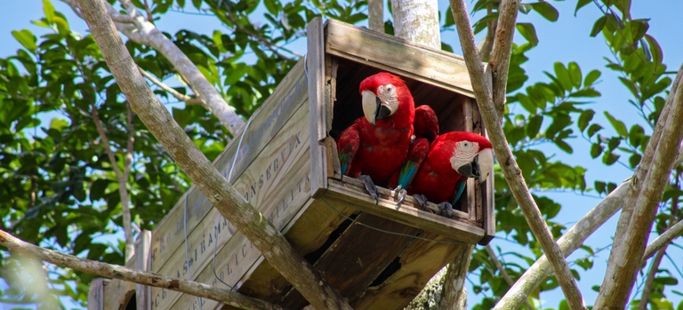 Registro é considerado um marco para a conservação ambiental e para a recuperação da fauna nativa - Cetas Porto Seguro/Ibama