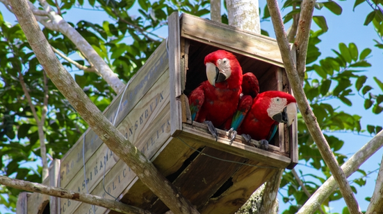 Registro é considerado um marco para a conservação ambiental e para a recuperação da fauna nativa - Cetas Porto Seguro/Ibama