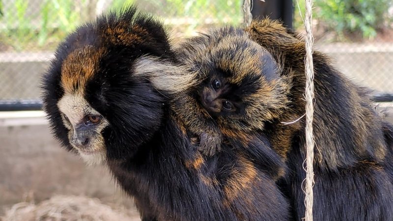 Nasce filhote de sagui-da-serra-escuro no Centro de Conservação da Fauna Silvestre - Divulgação