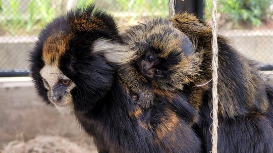 Nasce filhote de sagui-da-serra-escuro no Centro de Conservação da Fauna Silvestre - Divulgação