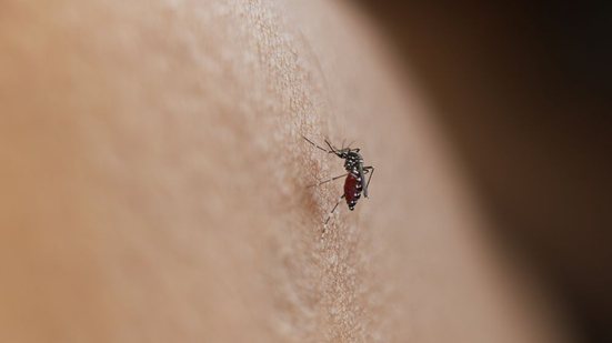 Segundo o governo, os dados são resultado de ações coordenadas com Estados e municípios - Envato