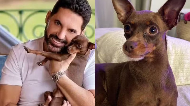 Kiko é o cachorrinho da família do cantor sertanejo Edson - Reprodução/Instagram