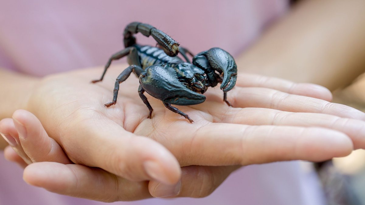 Plataforma SoroJá foi criada para ampliar o acesso à informação sobre soros antivenenos no Brasil - Envato