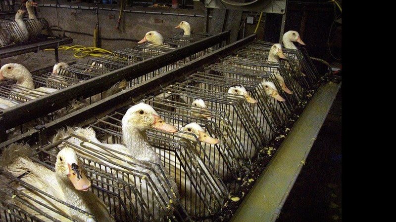 A regra veda uso de petrechos para despejar o alimento diretamente no estômago das aves - Divulgação/Fórum Animal