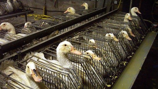 A regra veda uso de petrechos para despejar o alimento diretamente no estômago das aves - Divulgação/Fórum Animal