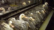 A regra veda uso de petrechos para despejar o alimento diretamente no estômago das aves - Divulgação/Fórum Animal