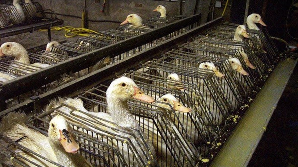 A regra veda uso de petrechos para despejar o alimento diretamente no estômago das aves - Divulgação/Fórum Animal