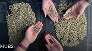 Na visita interativa “O café no mercado futuro brasileiro” o público conhecerá toda a trajetória dessa bebida tão especial para os brasileiros - Foto: Divulgação