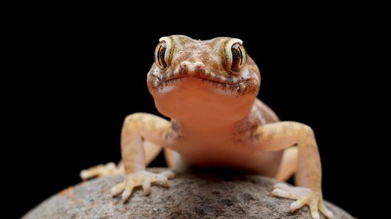 Presença de lagartixas em casa tem significados que passam despercebidos - Freepik