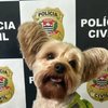 Cão foi resgatado sem ferimentos por policiais civis - Polícia Civil de São Paulo