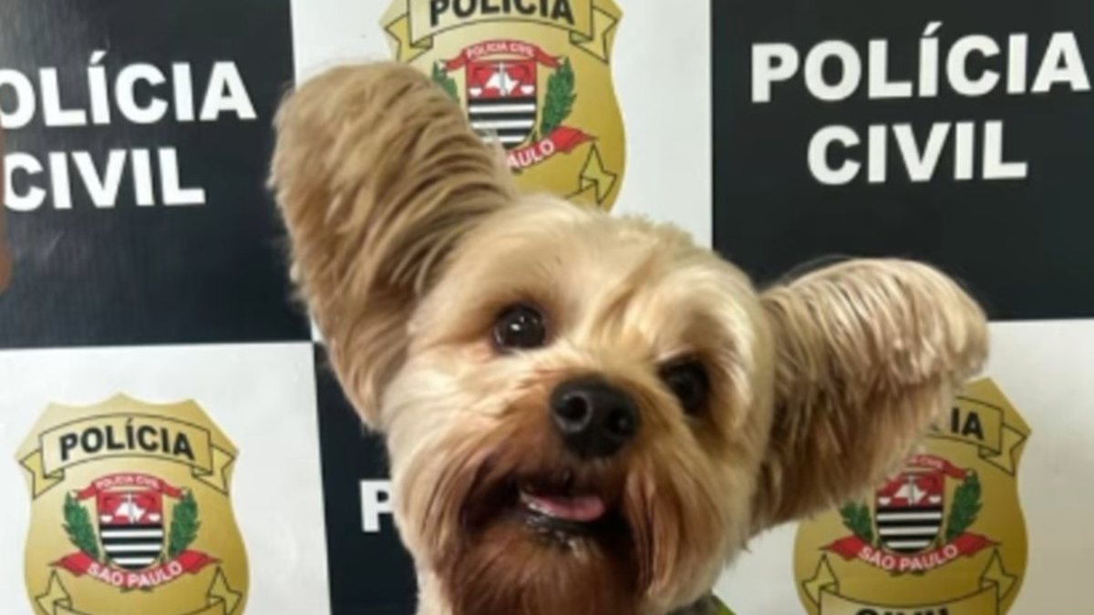 Cão foi resgatado sem ferimentos por policiais civis - Polícia Civil de São Paulo