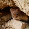 Hantavírus é transmitido principalmente por urina, fezes e saliva de ratos infectados - Adobe Stock