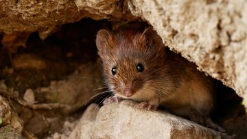 Hantavírus é transmitido principalmente por urina, fezes e saliva de ratos infectados - Adobe Stock