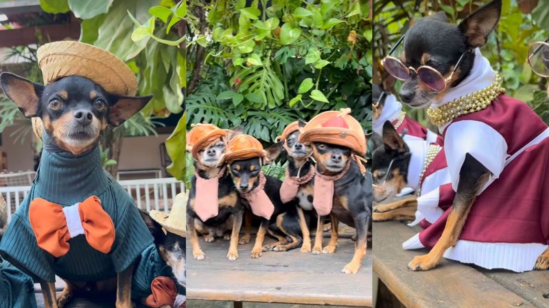 Depois de aposentada, Darci Maria começou a costurar roupinhas divertidas para os próprios cachorros - Reprodução / Instagram @darci_maria_rodrigues