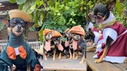 Depois de aposentada, Darci Maria começou a costurar roupinhas divertidas para os próprios cachorros - Reprodução / Instagram @darci_maria_rodrigues