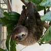 Fêmea adulta de preguiça-da-mata-atlântica voltou à natureza após 60 dias de tratamento e reabilitação - Divulgação/Semil
