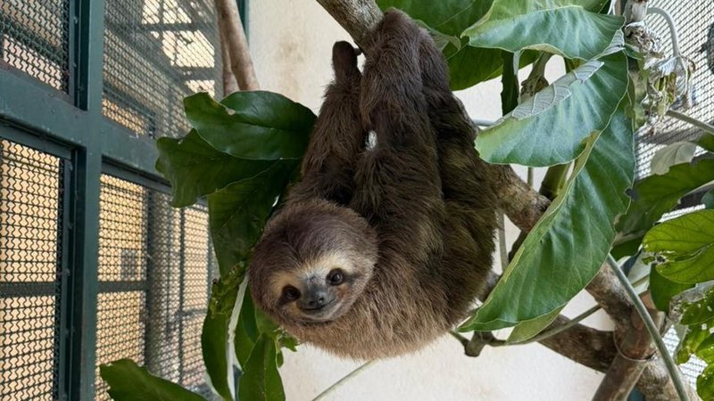 Fêmea adulta de preguiça-da-mata-atlântica voltou à natureza após 60 dias de tratamento e reabilitação - Divulgação/Semil