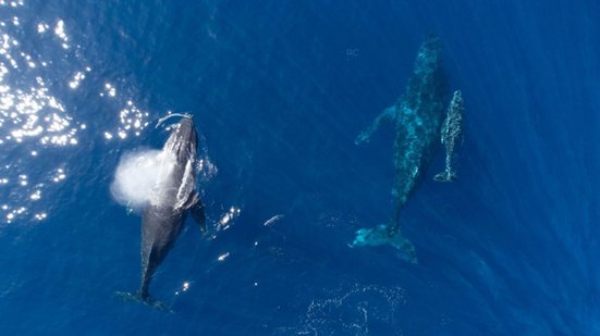 A taxa de avistamento das baleias-jubartes chega a 97% nesta época do ano - Foto: Divulgação/Cana Brava All Inclusive Resort
