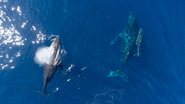 A taxa de avistamento das baleias-jubartes chega a 97% nesta época do ano - Foto: Divulgação/Cana Brava All Inclusive Resort