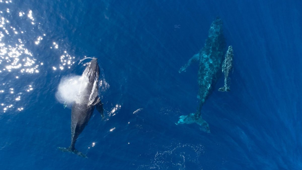 A taxa de avistamento das baleias-jubartes chega a 97% nesta época do ano - Foto: Divulgação/Cana Brava All Inclusive Resort