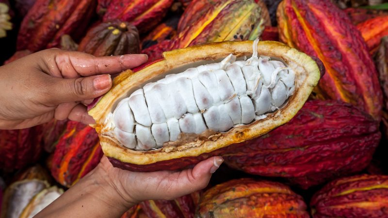 Queda do preço do cacau no mercado internacional voltou a pressionar a renda dos produtores brasileiros - Adobe Stock