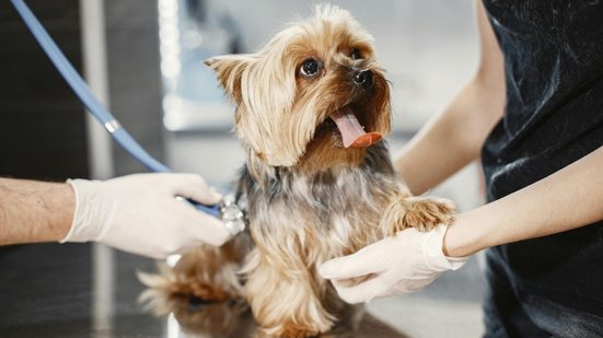 Quem exercer a profissão de veterinário sem autorização legal pode ser preso - Gustavo Fring/Pexels