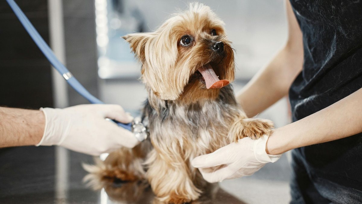 Quem exercer a profissão de veterinário sem autorização legal pode ser preso - Gustavo Fring/Pexels