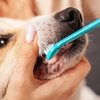 A escovação dentária frequente e uma boa alimentação são essenciais para o bem-estar de cães e gatos - Adobe Stock
