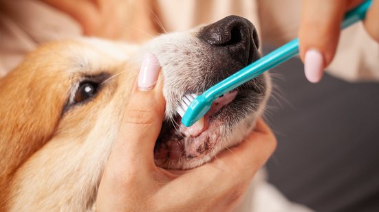 A escovação dentária frequente e uma boa alimentação são essenciais para o bem-estar de cães e gatos - Adobe Stock