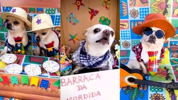 Os cachorrinhos podem participar da quadrilha, desfile e concurso valendo prêmios - Divulgação / Eventos & Cães